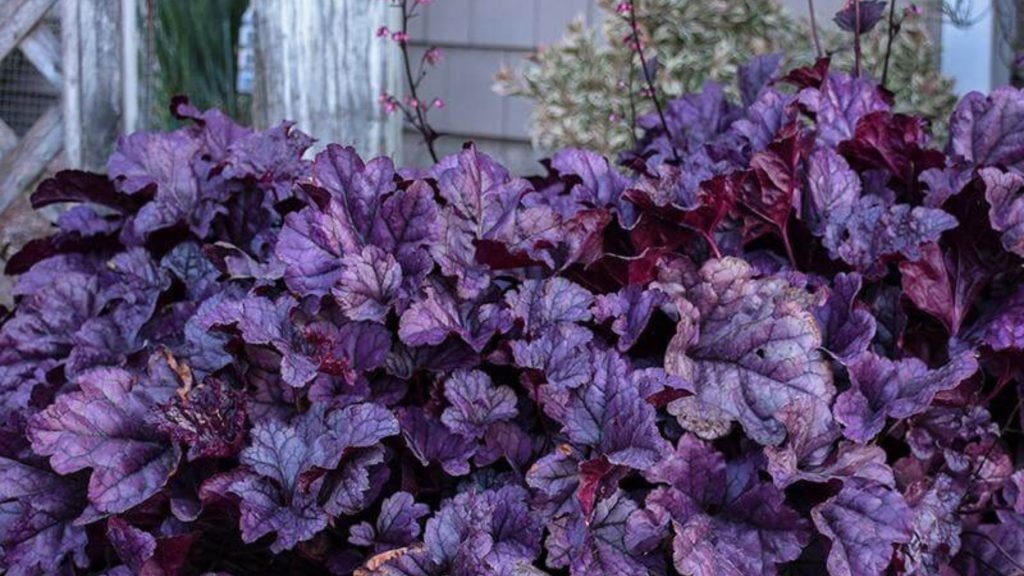 12 top perennials for containers that come back year after year