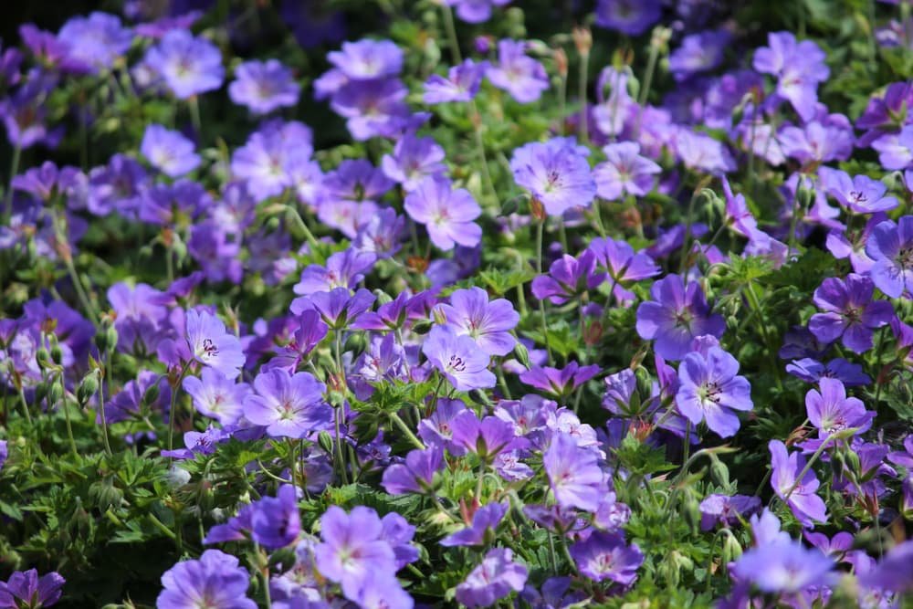 12 top perennials for containers that come back year after year