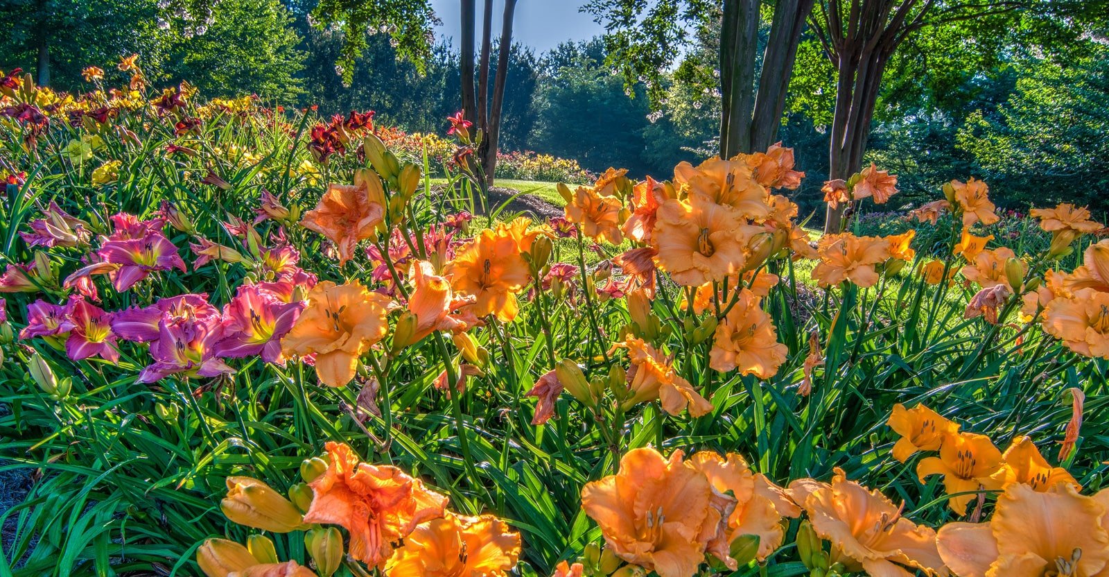 12 top perennials for containers that come back year after year