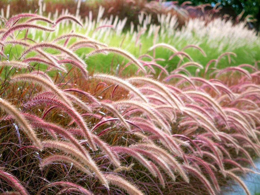 12 top perennials for containers that come back year after year