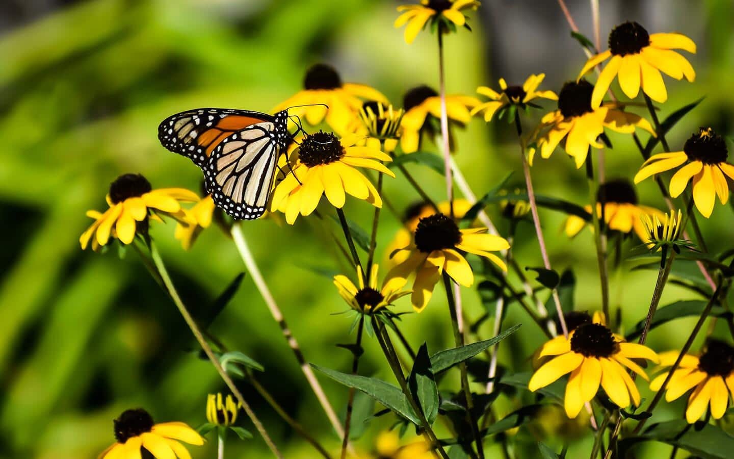 12 top plants that bloom all summer long
