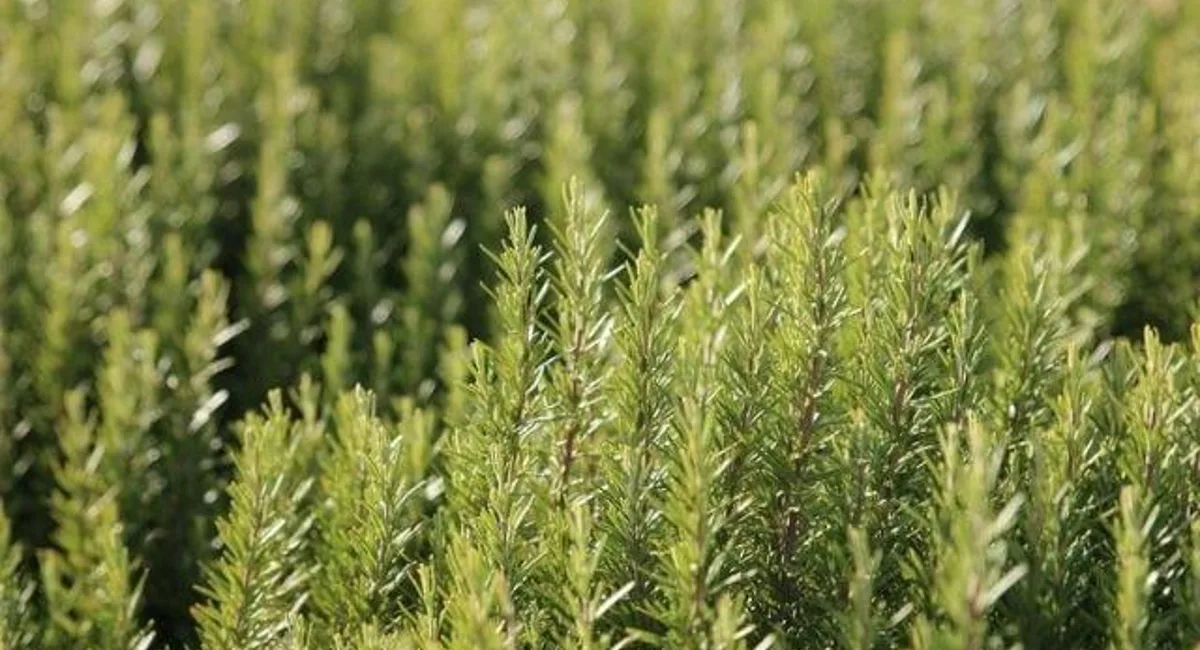 5 Mosquito Repellent Plants - Rentokil Indonesia