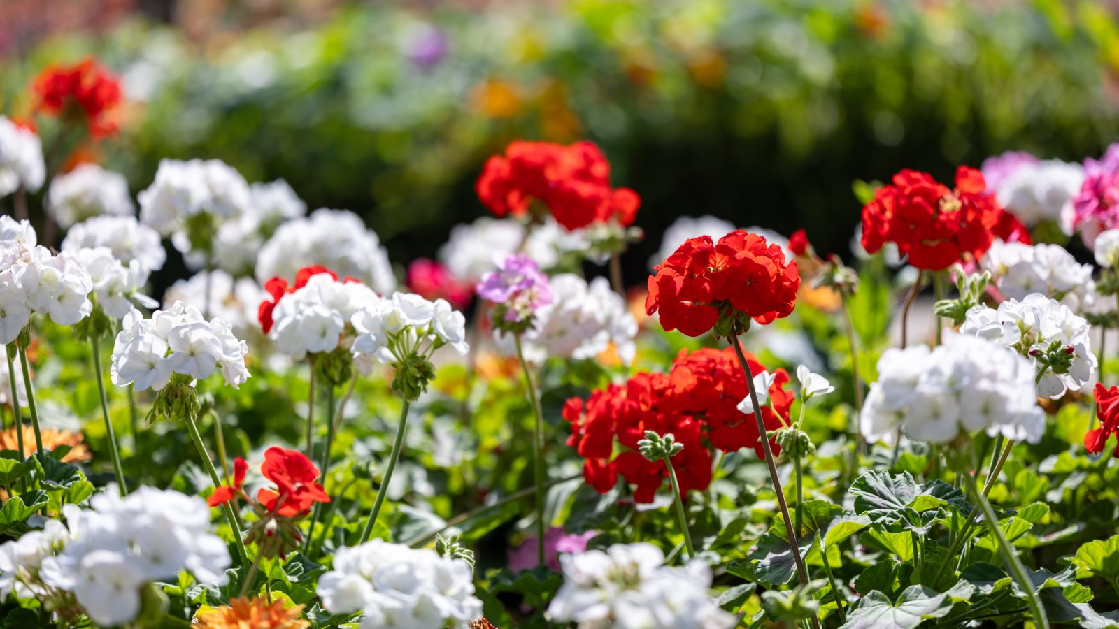 How To Grow Geraniums For Vibrant Blooms All Summer Long | Gardening Know  How