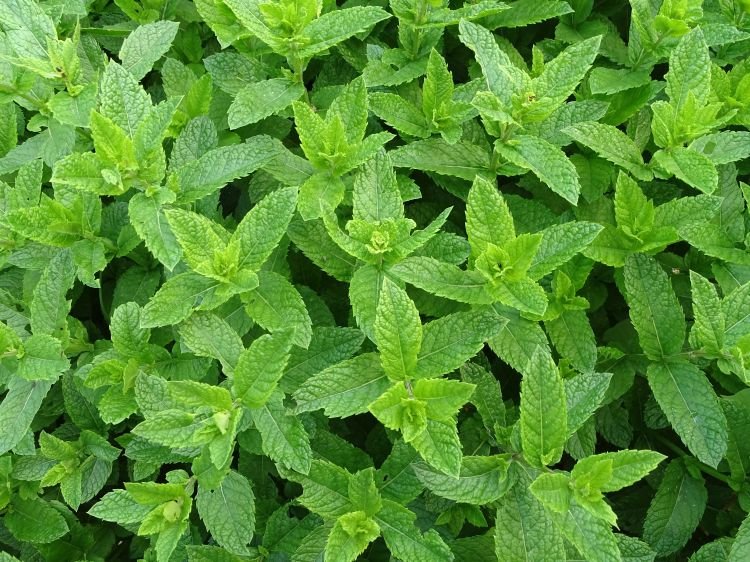 Plant science at the dinner table: peppermint - 4-H Plants, Soils   Gardening