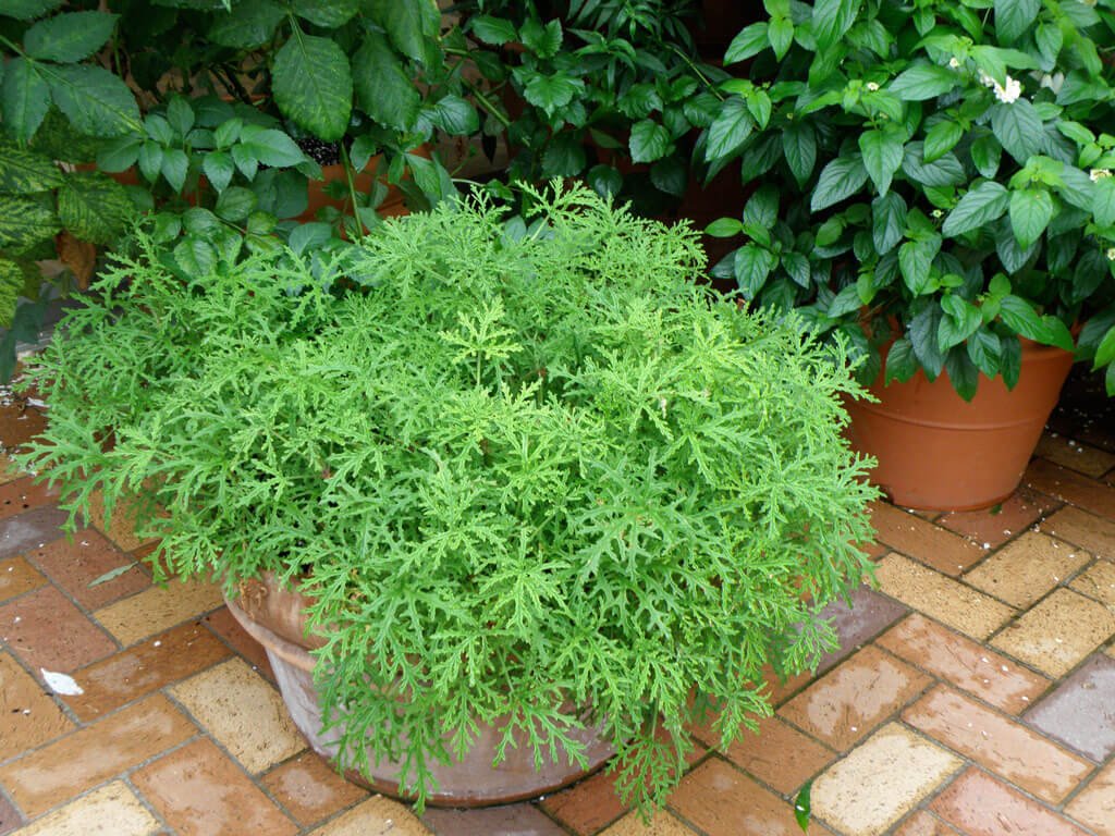Growing Citronella Plants  Mosquito Plants – Bonnie Plants