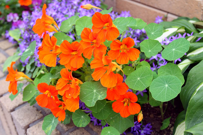 Wonderful Plants That Repel Insects