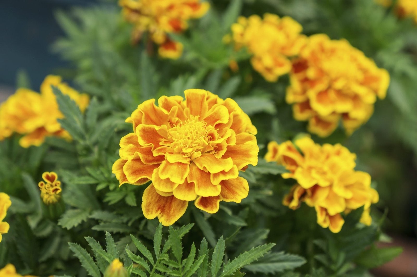 Marigold Plants Not Flowering - Reasons Marigolds Are Not Blooming |  Gardening Know How