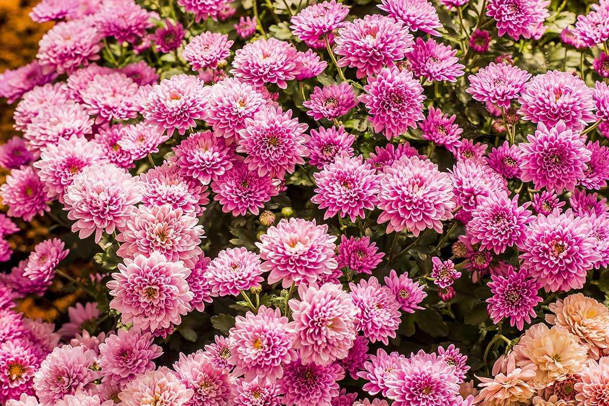 How to Encourage Chrysanthemums to Bloom Abundantly
