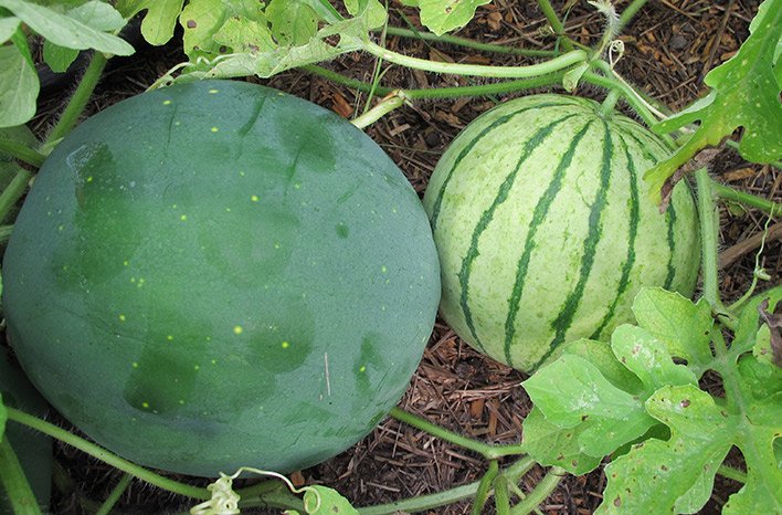 How Do I Grow Melons? | Planting  Care Guide | joegardener®