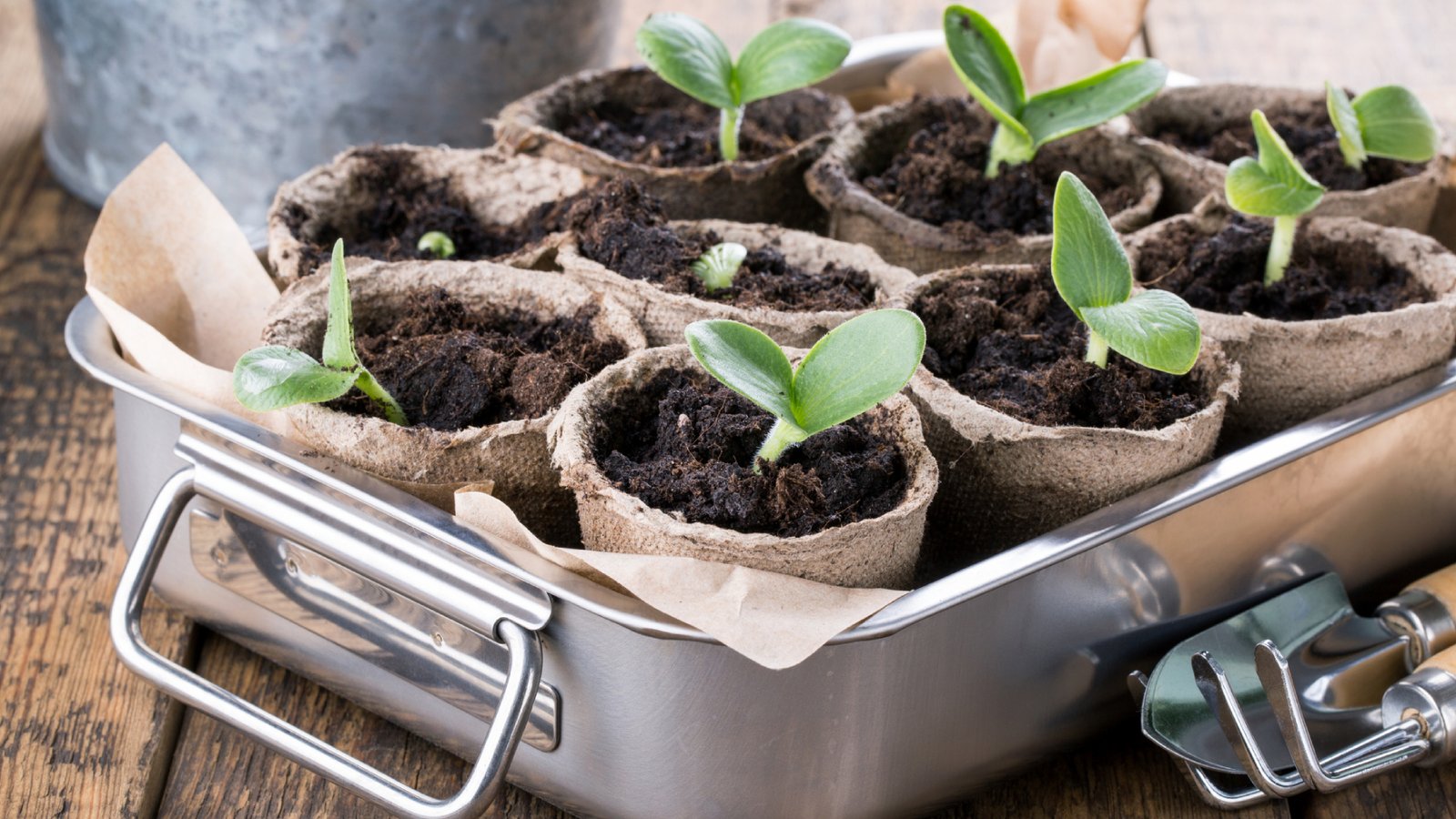 When To Start Planting Seeds: Best Times For Seed Starting | Gardening Know  How