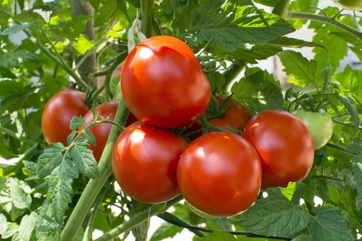 Zone 9 Tomato Plants: Tips For Growing Tomatoes In Zone 9 | Gardening Know  How