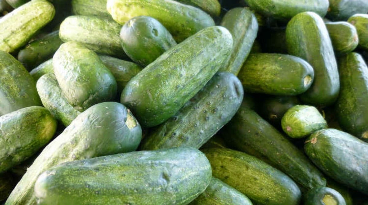 Growing Cucumbers: The Ultimate Growing Guide- Epic Gardening