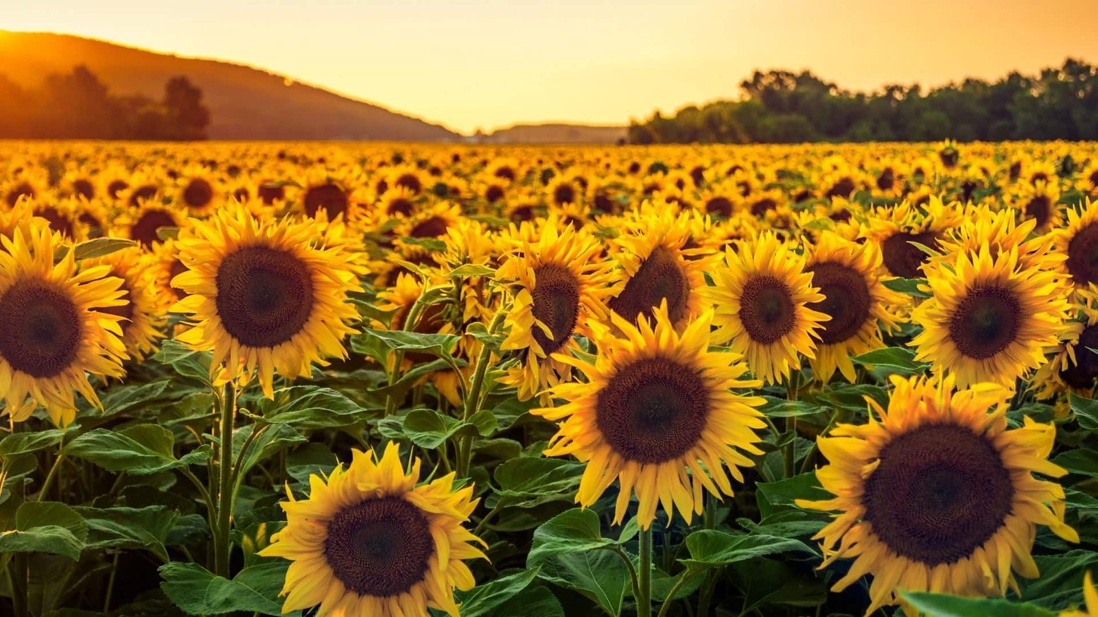 How to Grow Sunflowers in Florida | A Florist's Guide – Neroli Blume