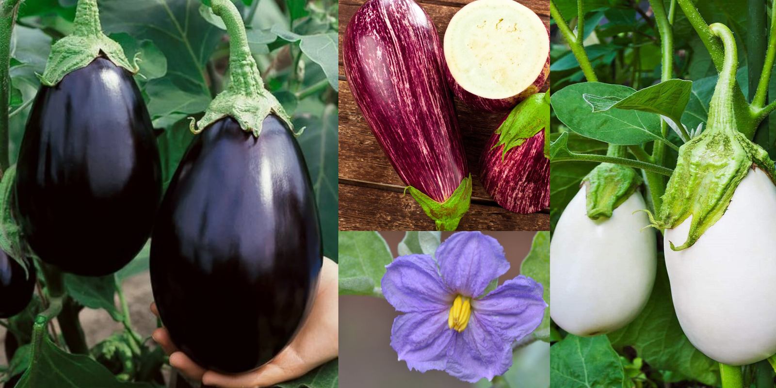 Eggplant Research - Western Agricultural Research Center | Montana State  University