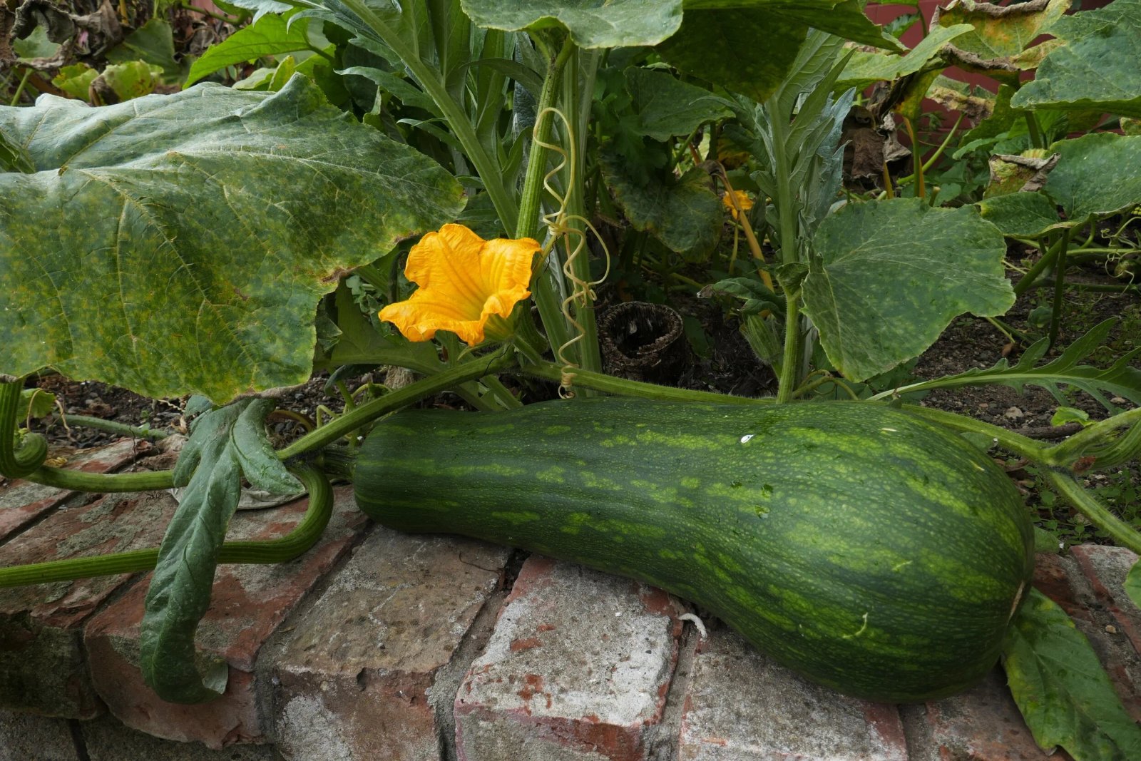 How to grow summer squash — Stone Pier Press