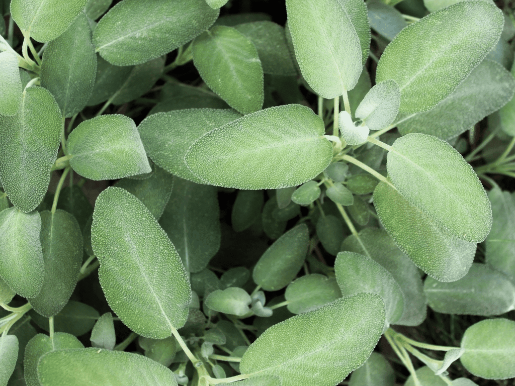 15 top herbs to grow in mason jars with just water