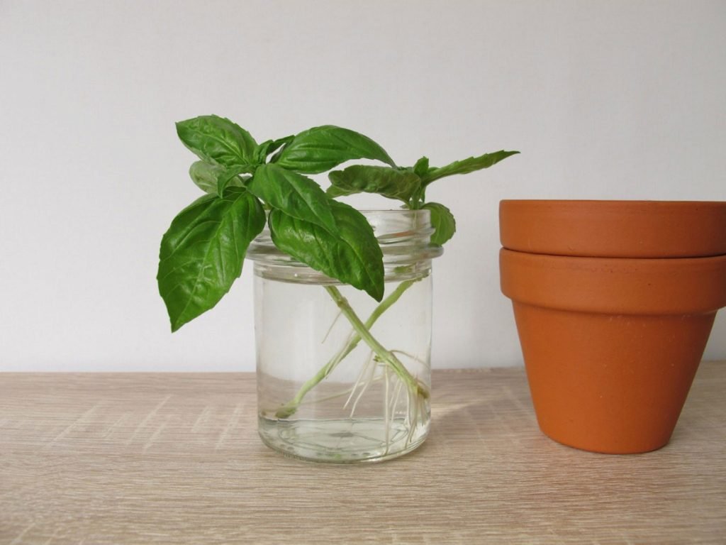 Hướng dẫn trồng húng tây basil tại nhà cực dễ - Nắng trong vườn