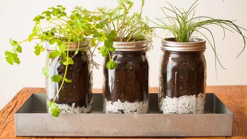DIY Mason Jar Herb Garden - Pass the Pistil