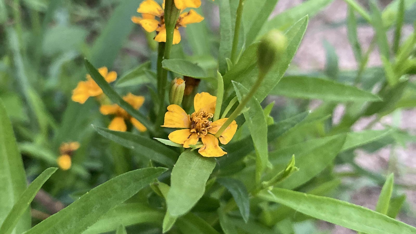 15 top herbs to grow in mason jars with just water