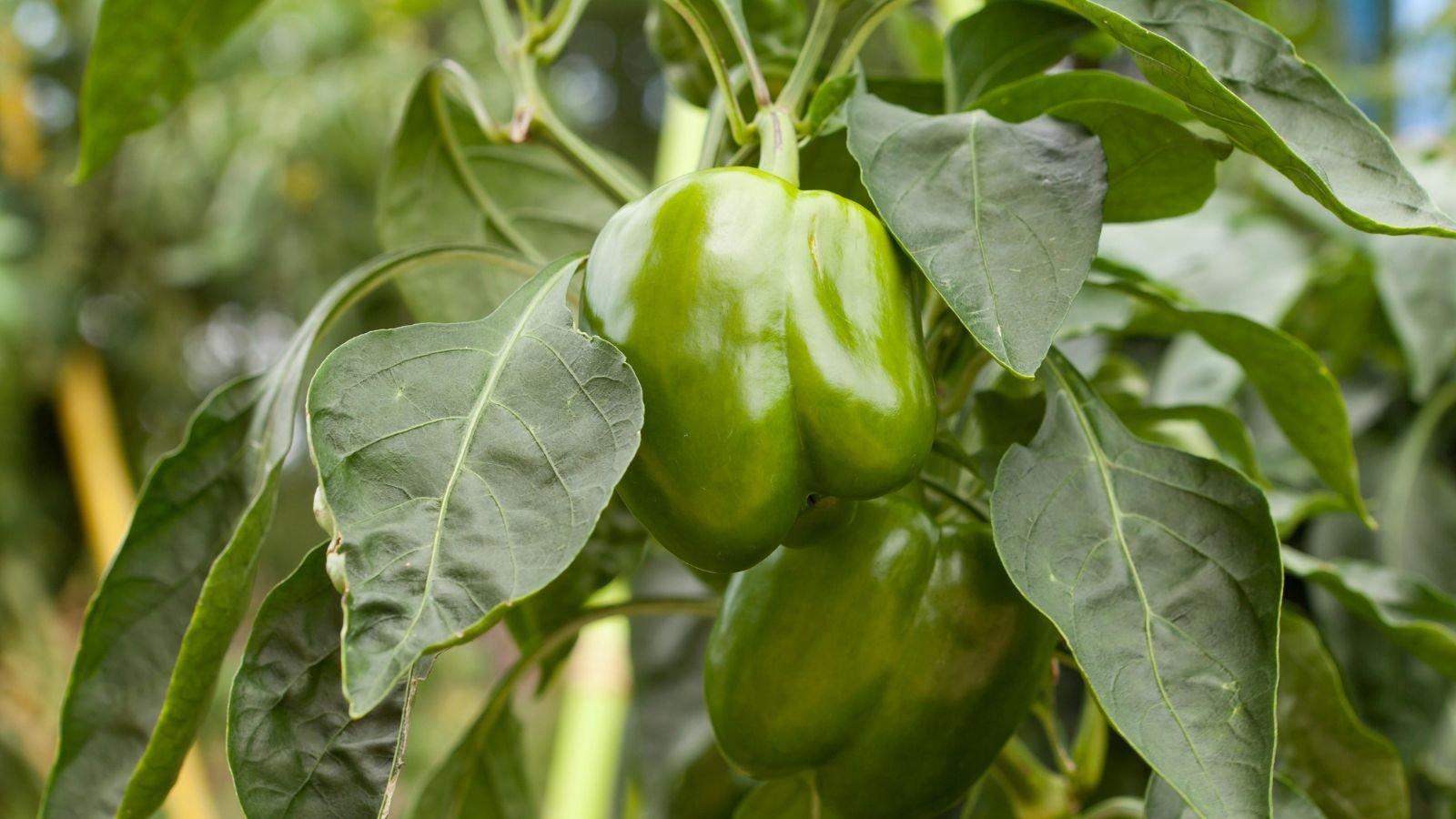 When to pick bell peppers: for refreshingly versatile fruit | Homes and  Gardens