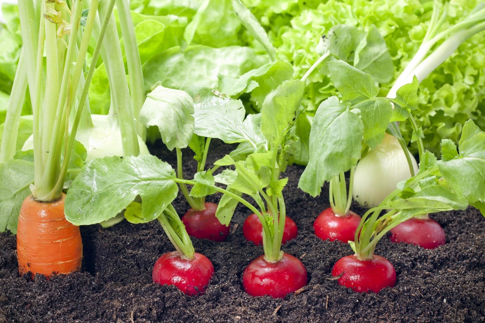 Radish Companion Planting - Learn About Plants That Grow Well With Radishes  | Gardening Know How