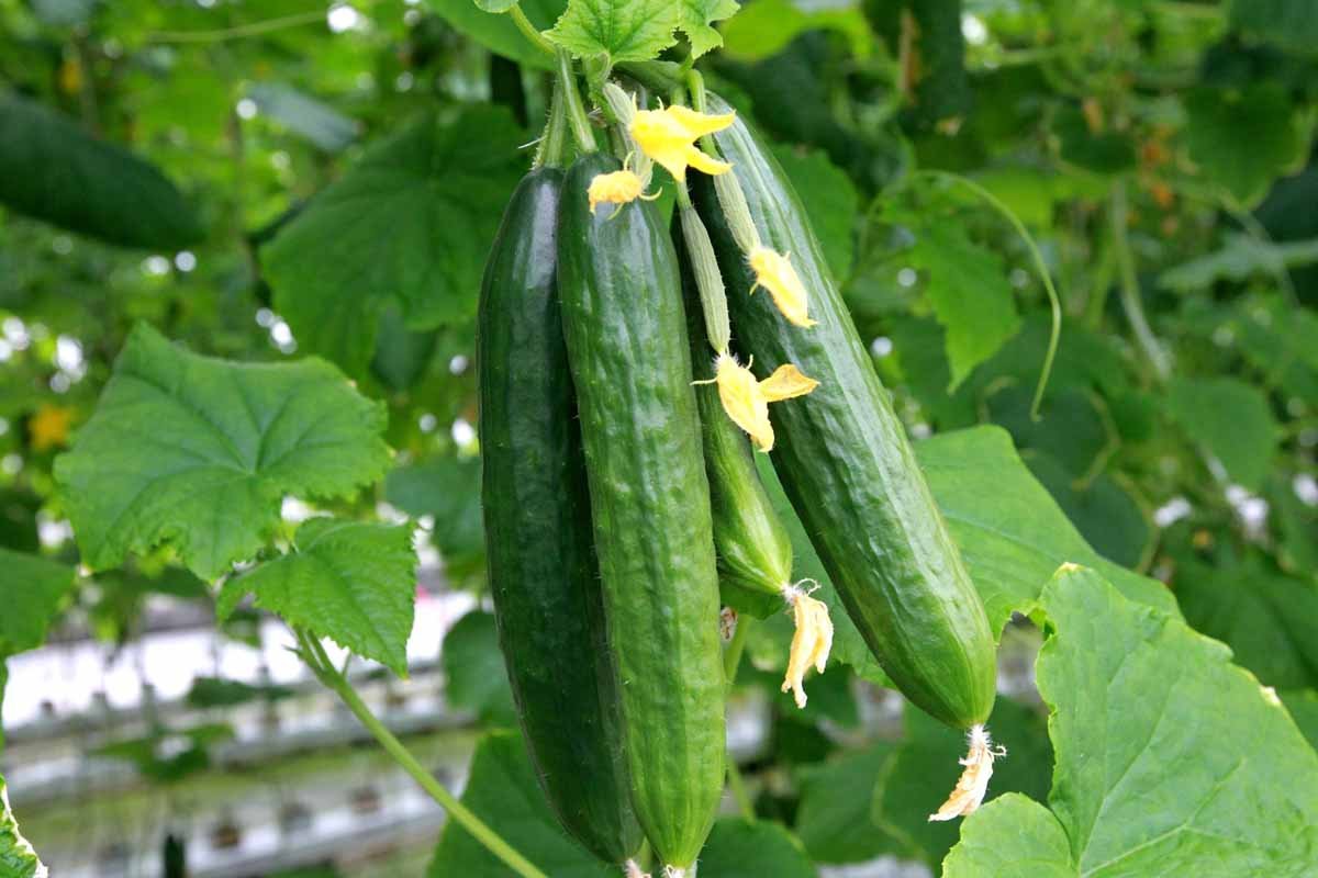 15 vegetables to grow in 5-gallon buckets this April