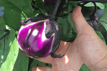 20 Types of Eggplant | A Detailed Look At All Varieties – Grow Your Pantry