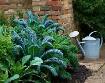 Kale Dwarf Siberian Seeds, Cai Xoan, Hardy  Nutritious , Kale Salad Seeds,  Kale for Small Spaces, Easy to Grow Vegetables, Kales Seesds - Etsy