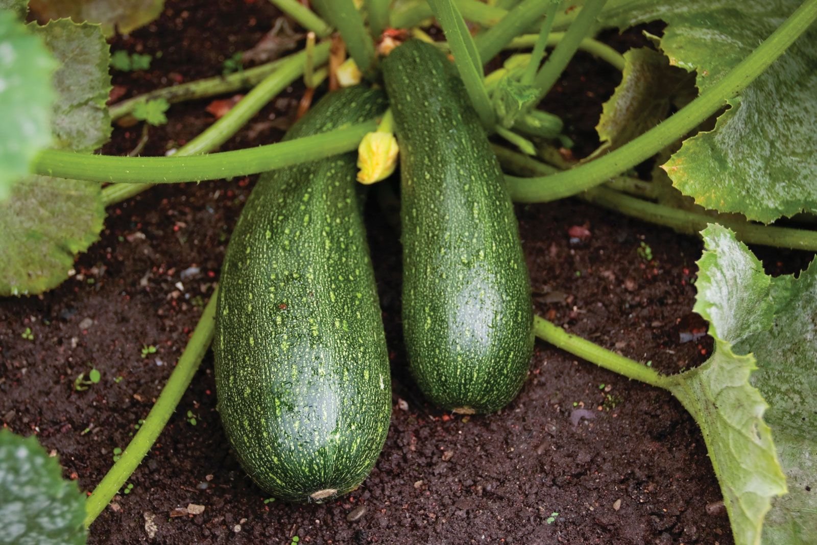 Zucchini | Summer Squash, Edible Fruit, C. pepo | Britannica