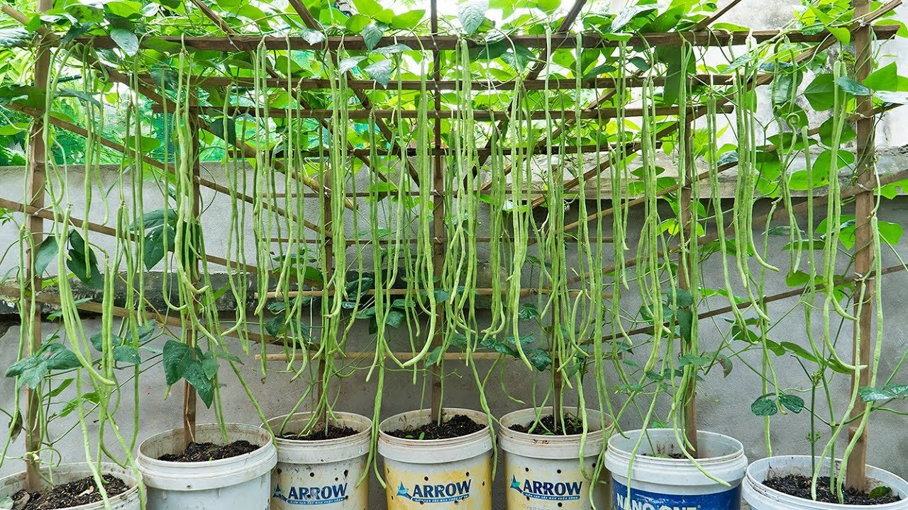 Growing long beans for urban gardening is so easy - Growing long beans in  plastic containers