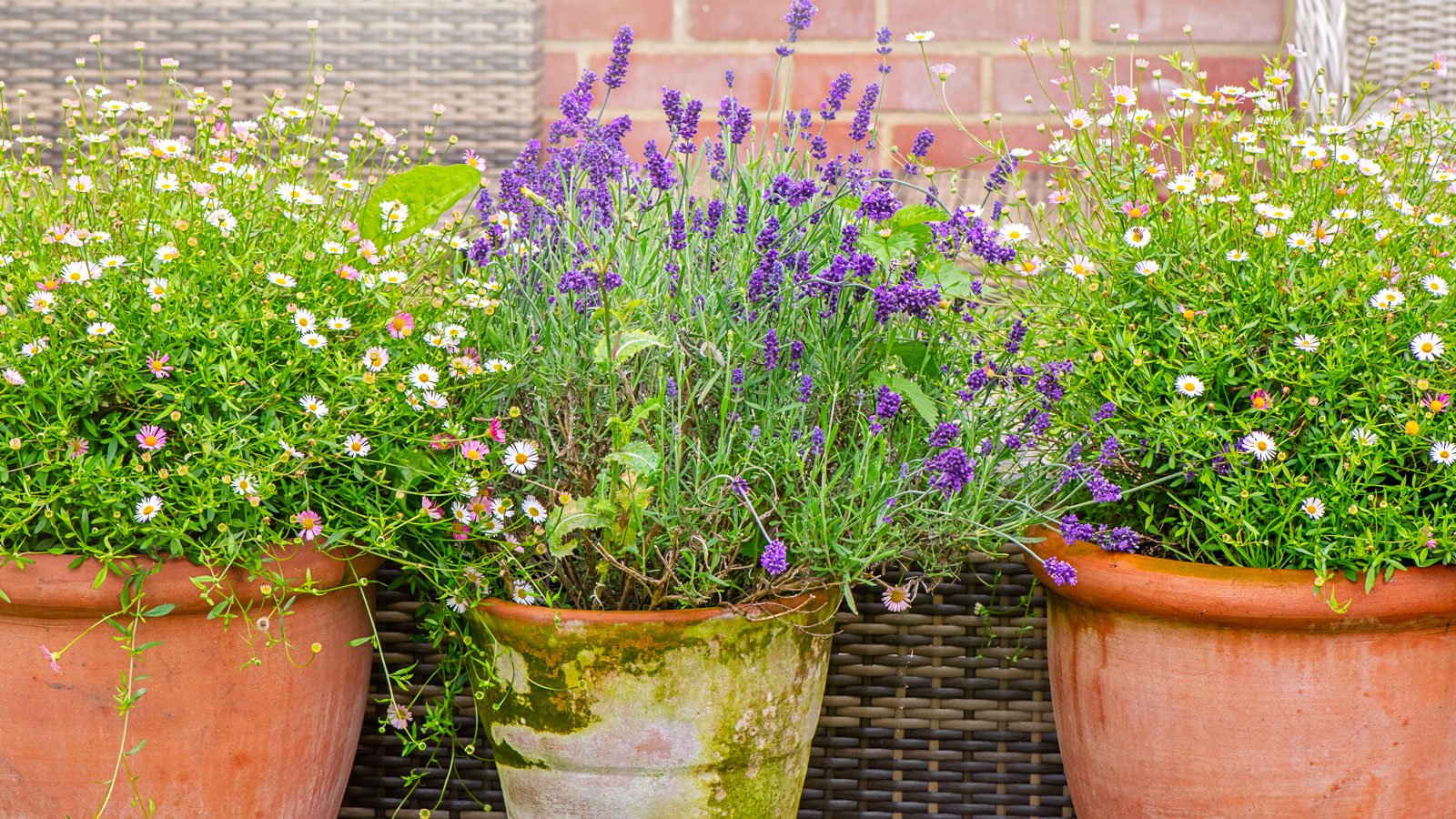 The 7 Things You Should do to your Container Garden in April | Livingetc