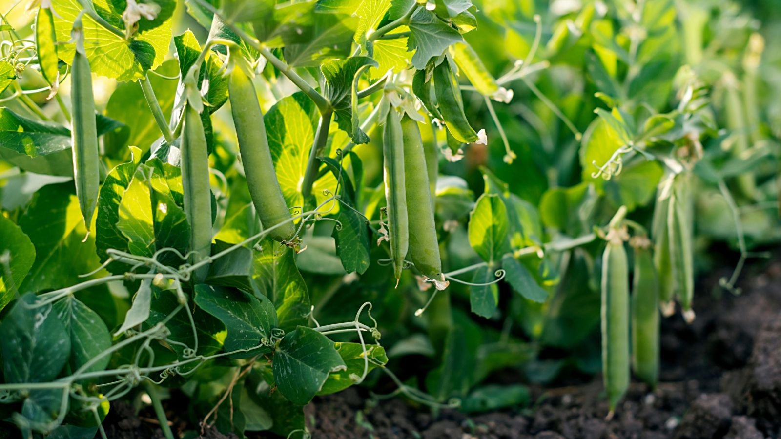 5 Reasons to Plant a Second Round of Peas in July