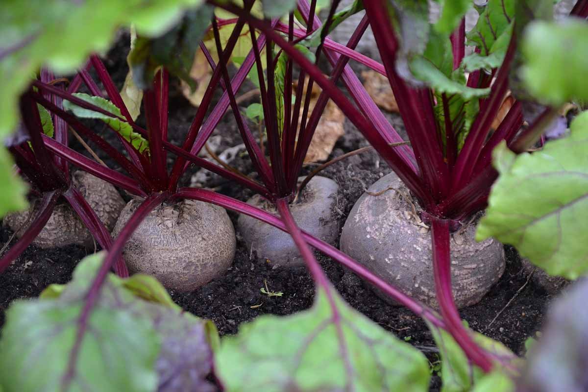 How to Grow Beets in Containers | Gardener's Path
