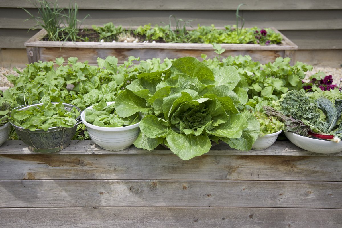 The Ultimate Guide to Growing Your Own Salad Greens • Gardenary