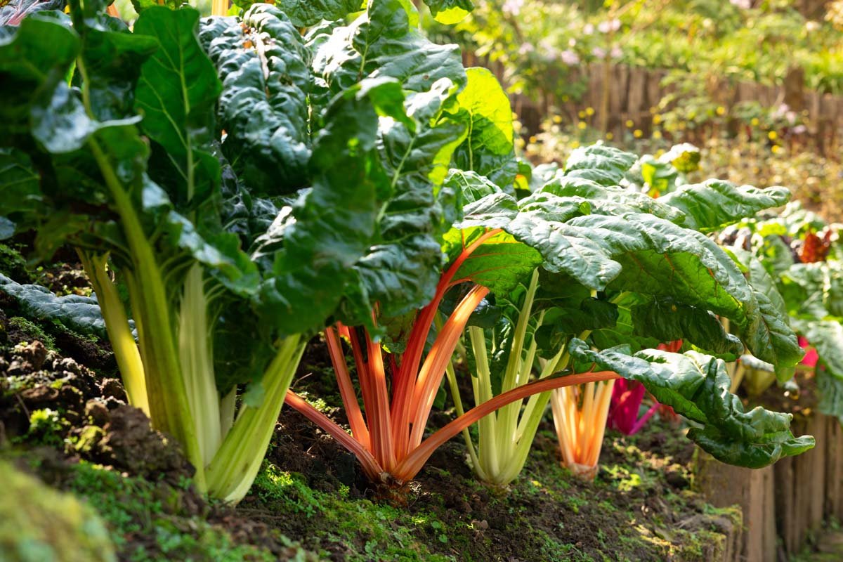 Swiss Chard Growing Guides, Tips, and Information | Gardener's Path