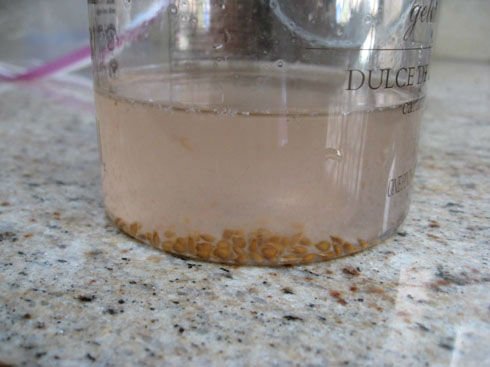 Saving Tomato Seeds - Not So Terrifying