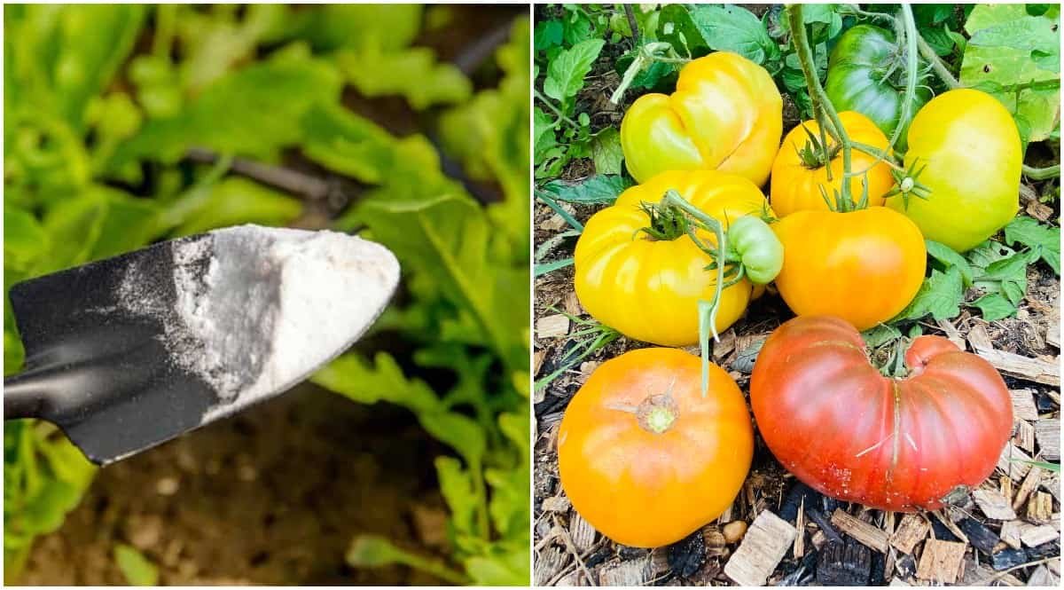3 Ways Baking Soda Helps Tomato Plants ( 3 Ways It Doesn't) - Tomato Bible