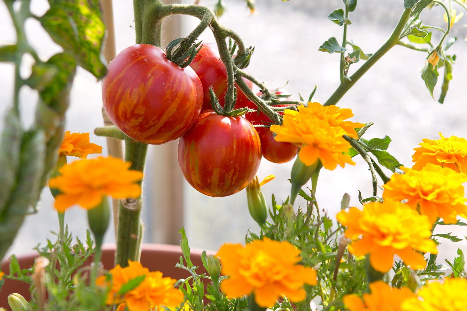 Companion Planting Combinations | BBC Gardeners World Magazine