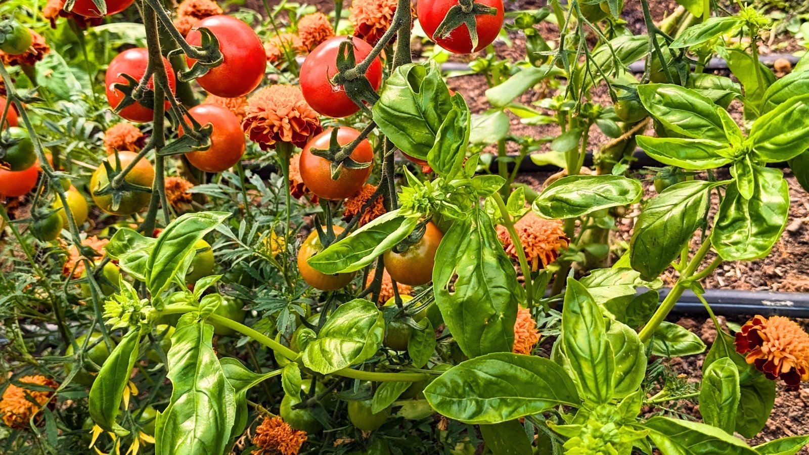 What Not to Plant with Your Basil: 5 Companions to Avoid