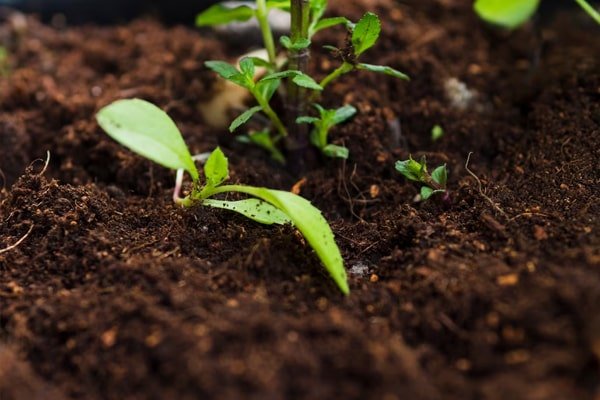 16 tomato hacks for a harvest you’ll want to brag about
