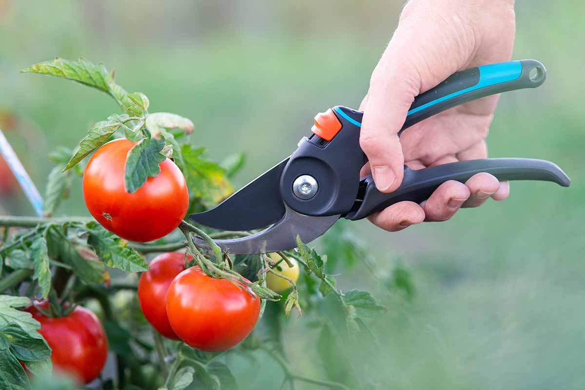 How and When to Prune Your Tomato Plants | Gardener's Path