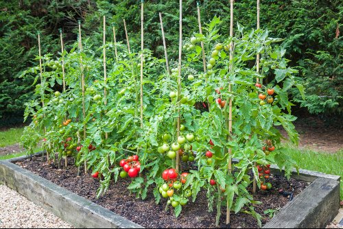 How to Train Tomatoes in the Home Garden | Yard and Garden