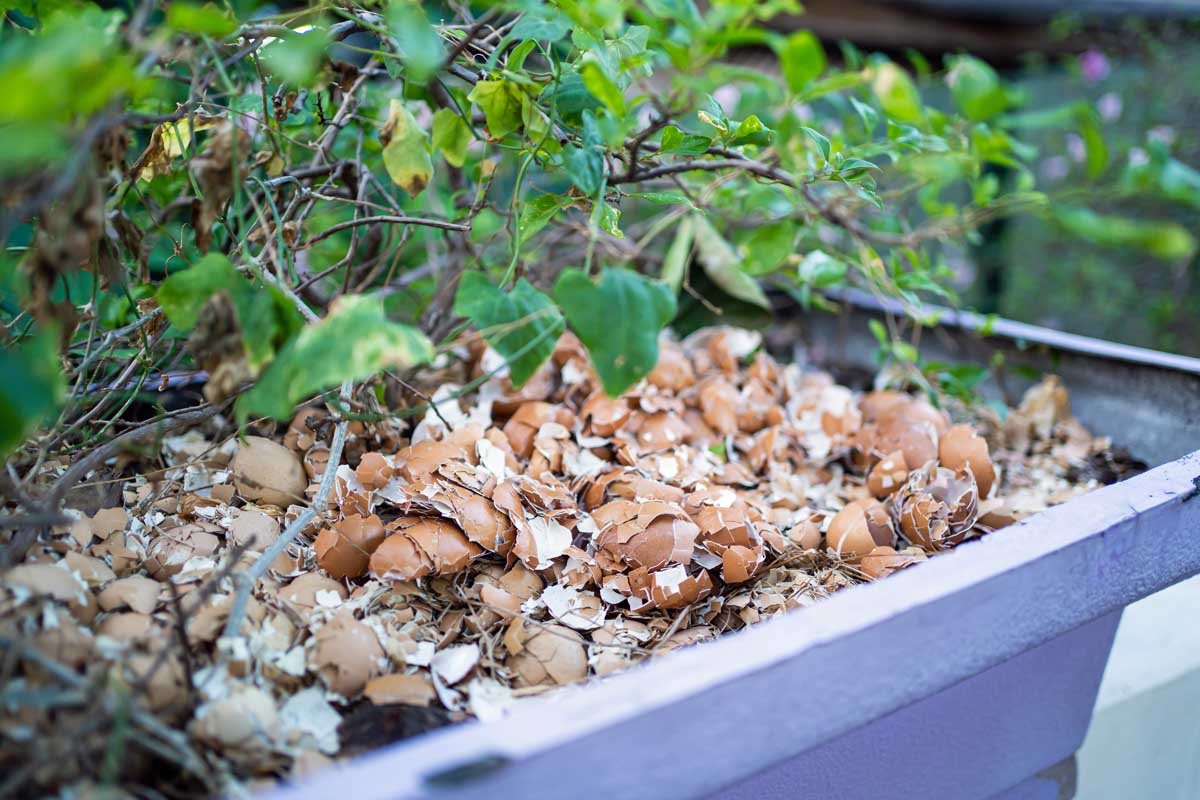 How to Use Eggshells in the Garden | Gardener's Path