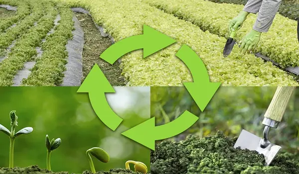 How Can Farmers Use Crop Rotation to Prevent and Manage Plant Diseases  Naturally?