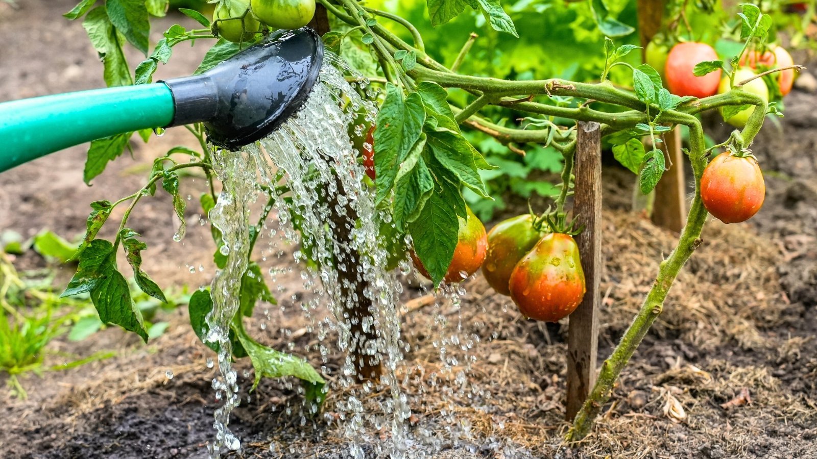 How to Prevent Late Summer Tomato Diseases