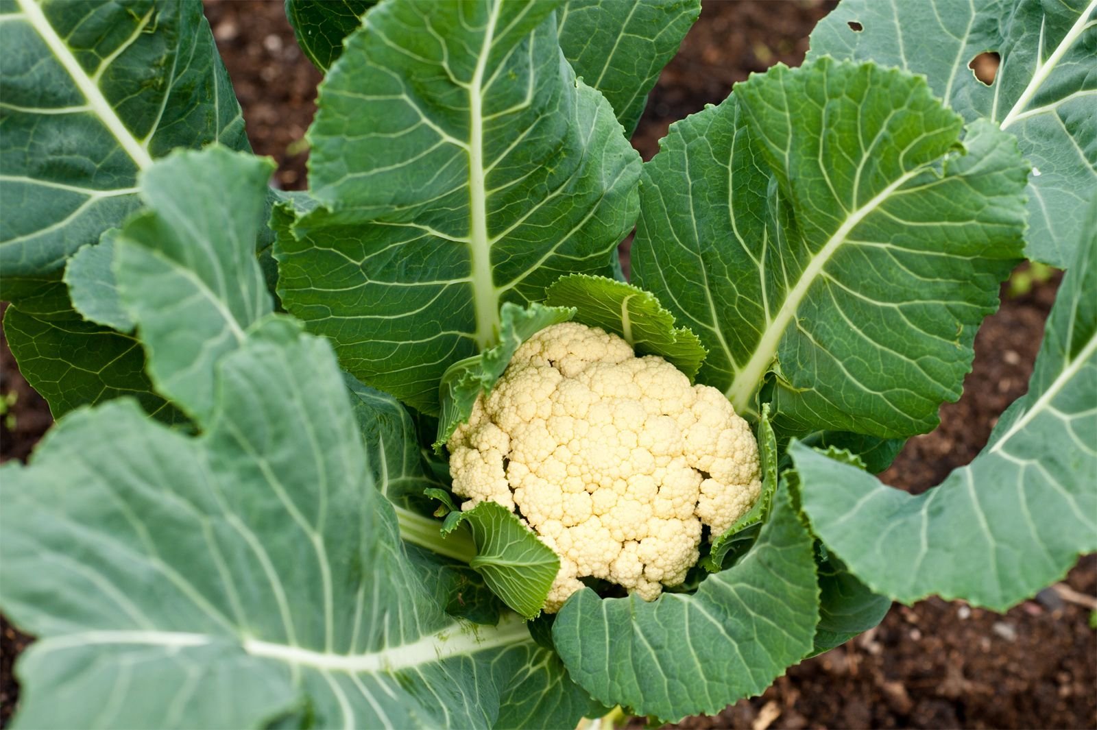 Cauliflower | Nutrition, Health Benefits, Recipes | Britannica