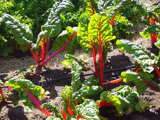 Swiss Chard | Sierra Vista Growers