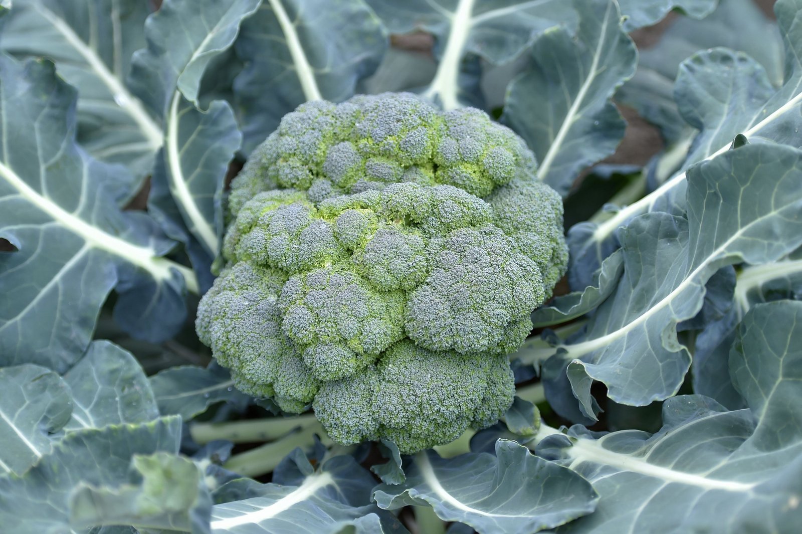 16 Vegetables That Love the Shade