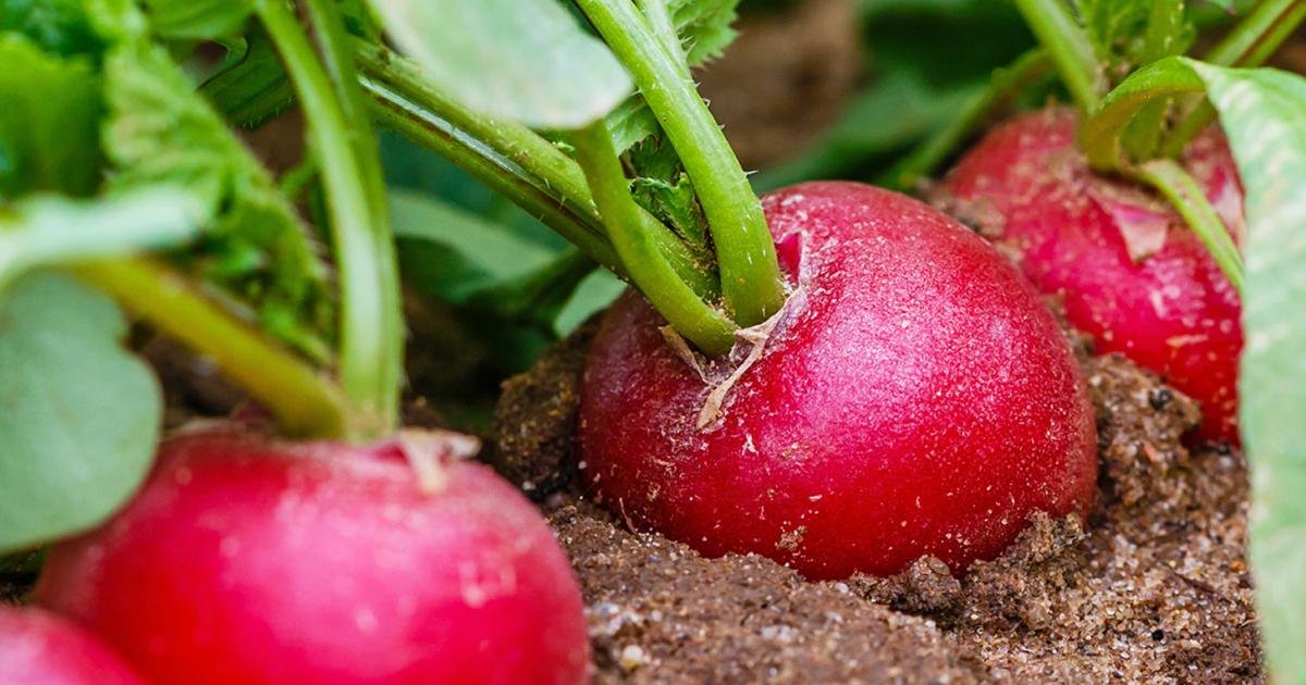16 Vegetables That Love the Shade