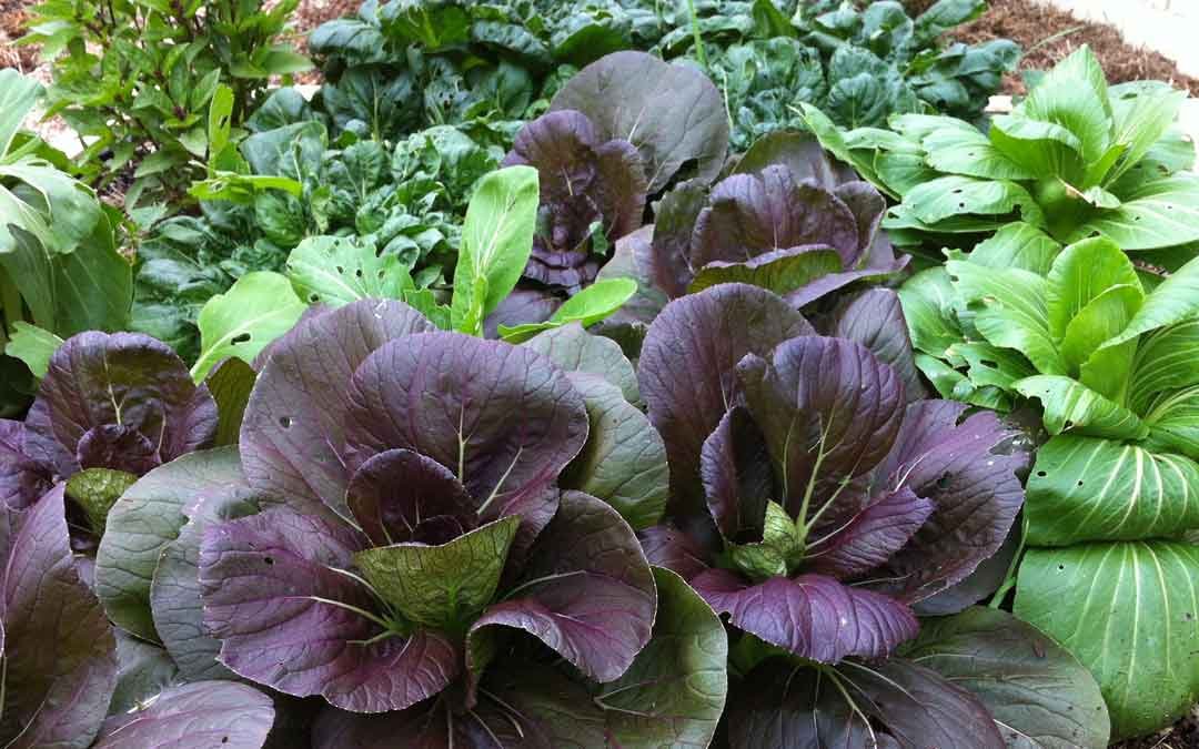 Growing exceptional mustard greens - Sustainable Macleod